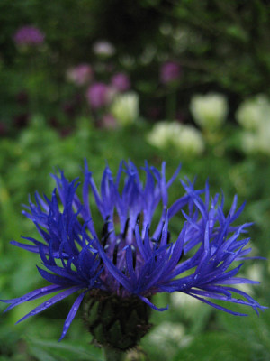 Centaurea_montana_4218_.jpg