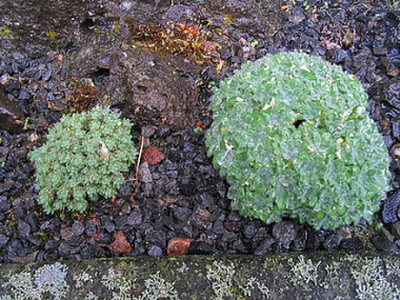 Draba_fars.jpg
