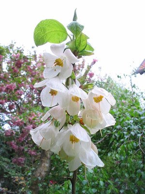 Halesia_carolina_fars.jpg