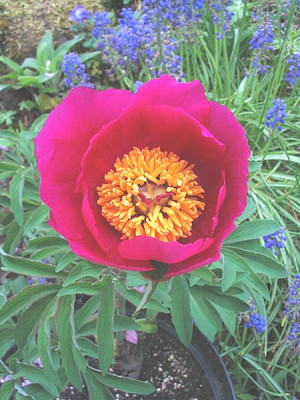Paeonia_officinalis_var_huthii_2.jpg