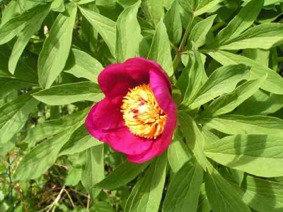 Paeonia_1.jpg