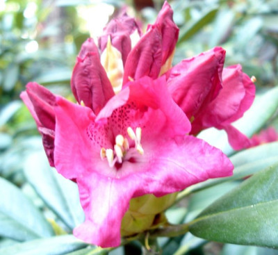 DSC01973a.JPG