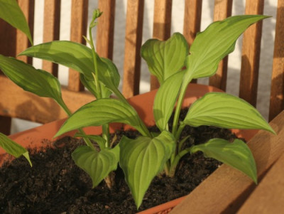 hosta_twist_of_lime_3267.jpg