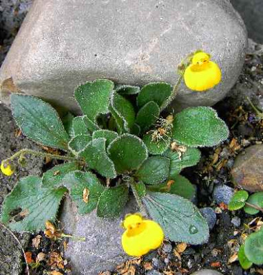 13.5.06._Calceolaria_biflora__054.JPG