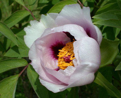 Fen_Jin_Yu_K_26053_02.jpg