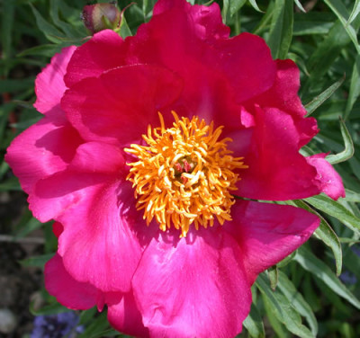 Pfingstrose_smouthii_R_26040_01.jpg