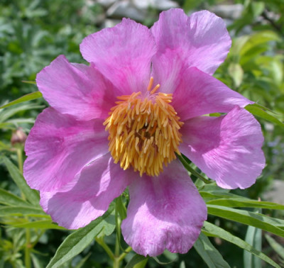 Pfingstrose_veitchii_R_26044_01.jpg
