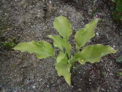 Hosta_sun_power.jpg