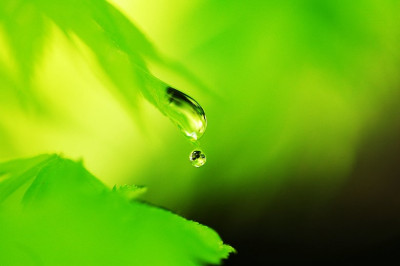 Acer_Tropfen_1_13-05-2006.jpg