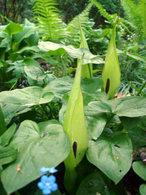 arum_mac.JPG