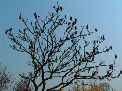 essigbaum.jpg