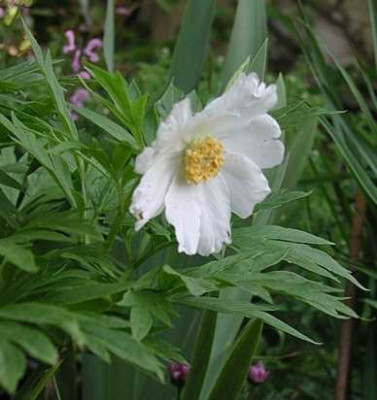 veitschii_var.woodwardii.JPG