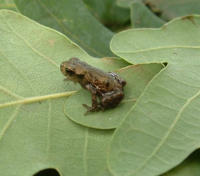grasfrosch1.jpg