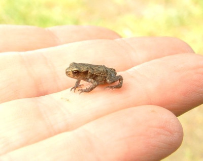 grasfrosch.jpg