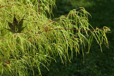 acer_palm_kotonoito.jpg