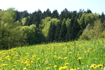 Lowenzahnwiese-1.jpg
