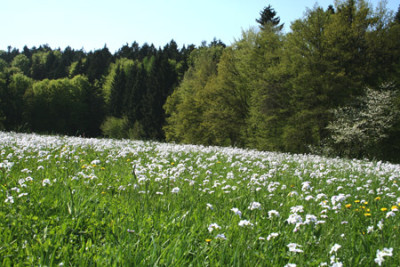 Wiesenschaumkraut-3.jpg
