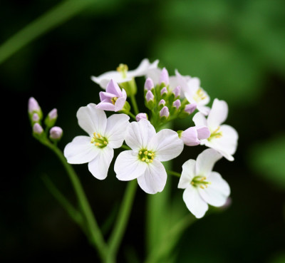 Wiesenschaumkraut-1.jpg