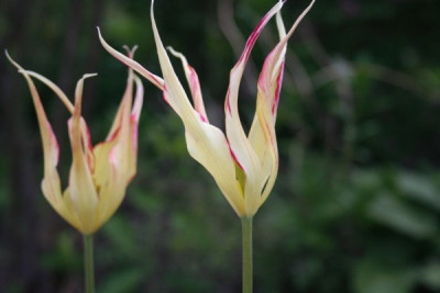 Tulipa_acuminata_Vollblute.jpg