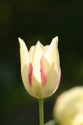Tulpe_marjolettii.jpg