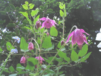 Aquilegia_ecalcarata_.jpg