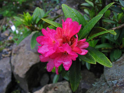 Rhododendron_ferrugineum_2006.jpg