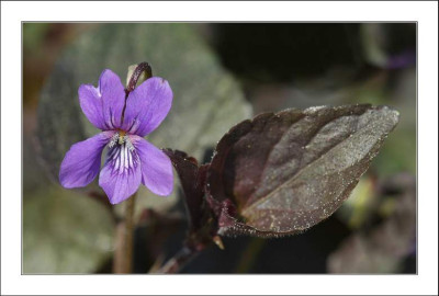 Viola_1_07-05-2006.jpg