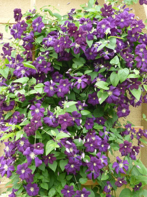 2015-07-12 Clematis 'Warszawa Nike'.jpg