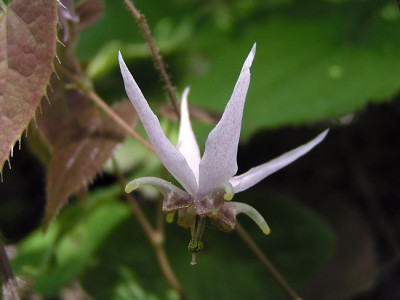 epi_asiatic_hybrid.jpg