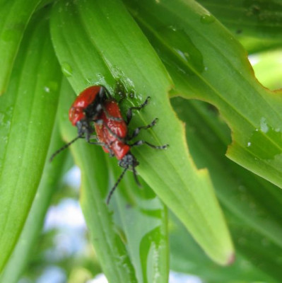 Lilienhahnchen_04161.jpg