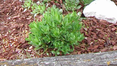 D.jasminea.JPG