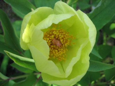 P._mlokosewitchii_04061.jpg