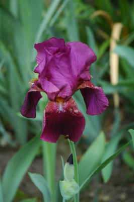 2006H276_Large.JPG