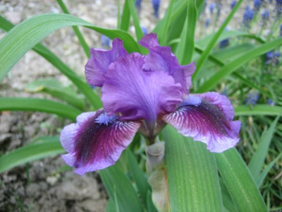 Iris_barbata_nana_Yo-Yo_1_fragl._04011.jpg