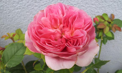 20150713_142557.jpg
