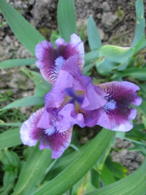 Iris_barbata_nana_Yo-Yo_2_fragl._04021.jpg