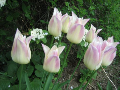 Tulipa_Elegant_Lady_fragl._04031.jpg