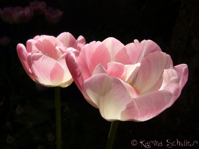 Tulpe_Angelique_2.jpg