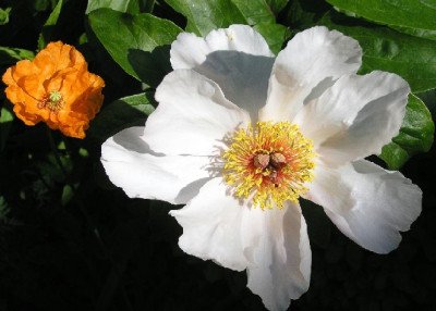 Paeonie_und_Papaver.jpg