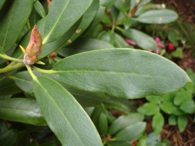 RhodoBlatt1.jpg