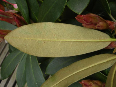 RhodoBlatt3.jpg
