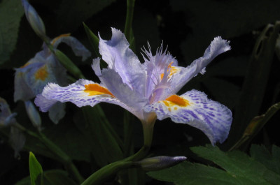 Iris_japonica_f.jpg