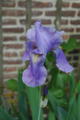2006H279_Large.JPG