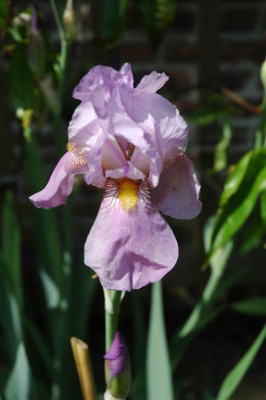 2006H282_Large.JPG