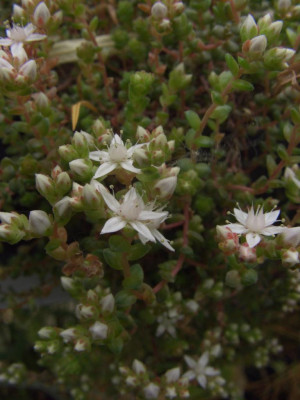 Sedum_anglicum_06.jpg