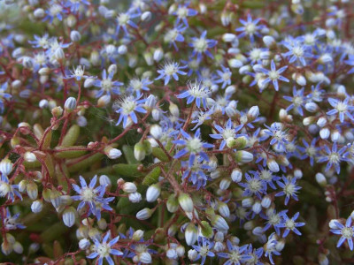 Sedum_caeruleum_06.jpg