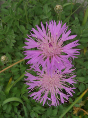 Centaurea_bella.jpg