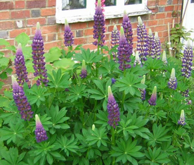 Lupins1.jpg