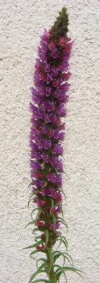 Echium_russicum.jpg