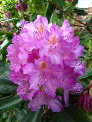rhodo3.jpg